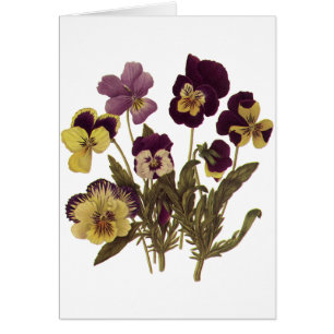 Pansies in Bloom, Floral Garden Flowers