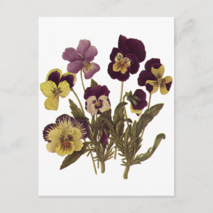 Pansies in Bloom, Floral Garden Flowers Briefkaart
