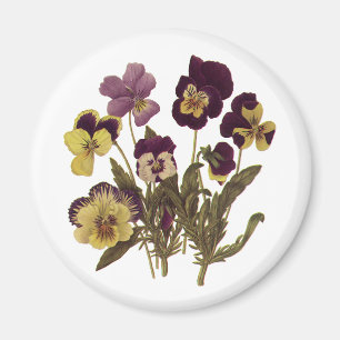  Pansies in Bloom, Floral Garden Flowers Magneet