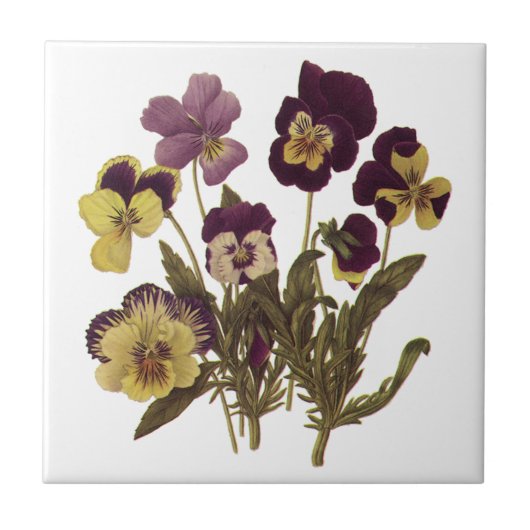 Pansies in Bloom, Floral Garden Flowers Tegeltje (Voorkant)