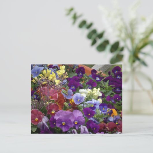 Pansies in een Wielbarrog Briefkaart (Staand voorkant)