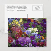 Pansies in een Wielbarrog Briefkaart (Voorkant / Achterkant)
