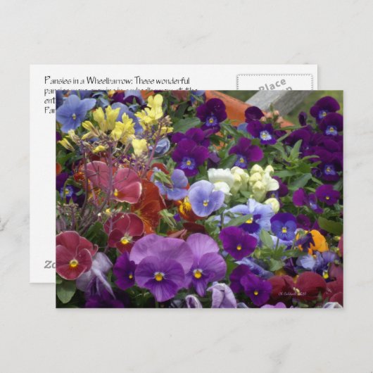 Pansies in een Wielbarrog Briefkaart (Voorkant / Achterkant)