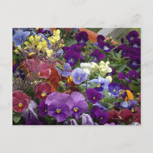 Pansies in een Wielbarrog Briefkaart (Voorkant)