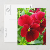 Pansies in het Briefkaart van april (Voorkant / Achterkant)