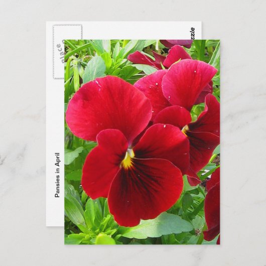 Pansies in het Briefkaart van april (Voorkant / Achterkant)
