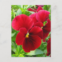 Pansies in het Briefkaart van april