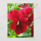 Pansies in het Briefkaart van april (Voorkant)