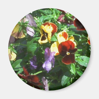 Pansies Magneet