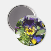 PANSIES! MAGNEET (Voorkant / Achterkant)