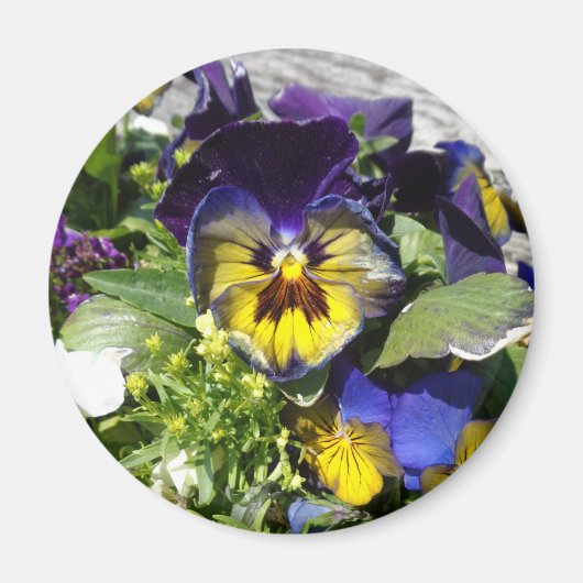 PANSIES! MAGNEET (Voorkant)