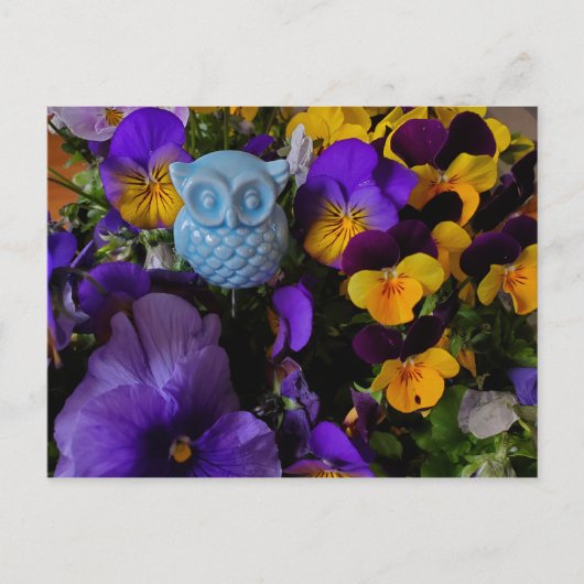 Pansies met uil briefkaart (Voorkant)