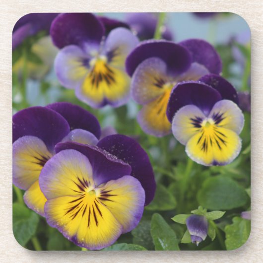 Pansies Onderzetter (Voorkant)