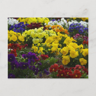 Pansies op Briefkaart