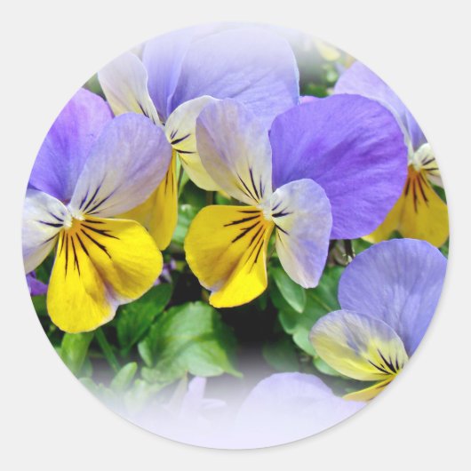 Pansies - Paars en geel Ronde Sticker (Voorkant)