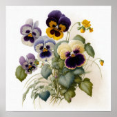 Pansies Pansy Flower Art Print Poster (Voorkant)