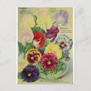 Pansies Pansy Flower Botanical  Briefkaart