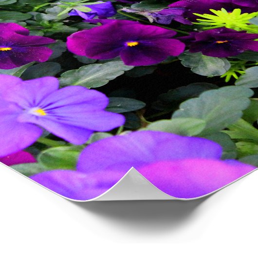 Pansies Poster (Hoek)