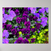 Pansies Poster (Voorkant)