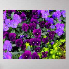 Pansies Poster