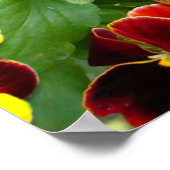 Pansies ~ Poster (Hoek)