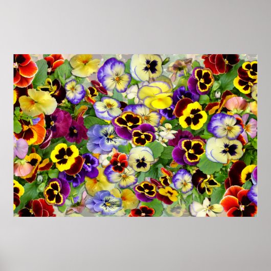 Pansies ~ Poster (Voorkant)