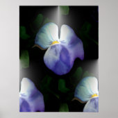 Pansies Poster (Voorkant)