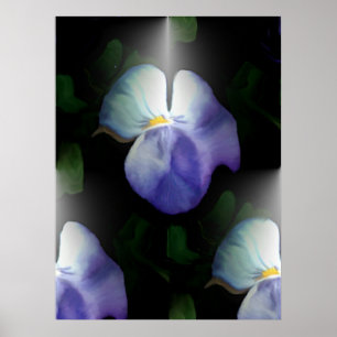 Pansies Poster