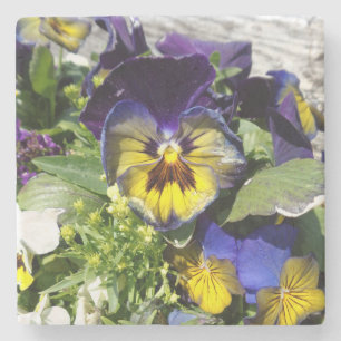 PANSIES! STENEN ONDERZETTER