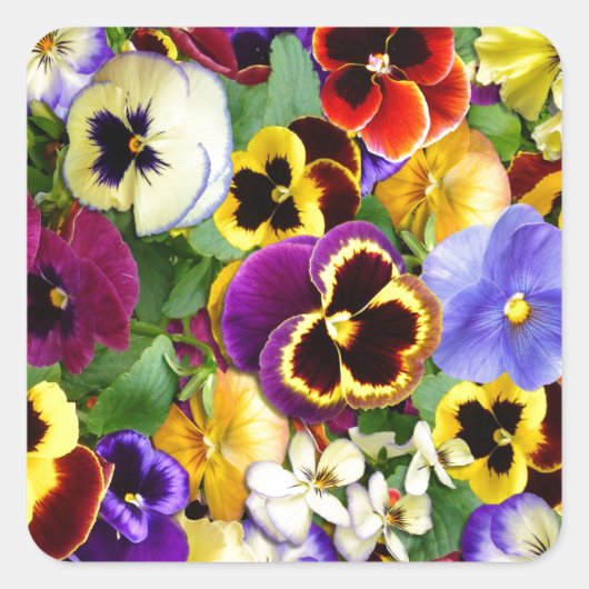  Pansies Vierkante Sticker (Voorkant)
