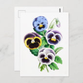 Pansies Vintage Botanical Postcard Briefkaart (Voorkant / Achterkant)