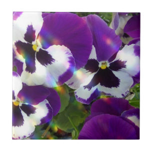 Pansies voor tegels of trivets tegeltje