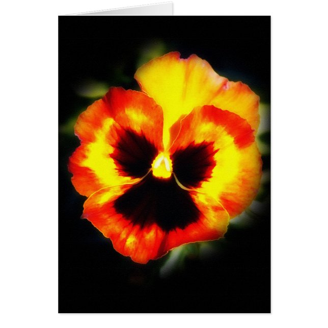 Pansy (Voorkant)