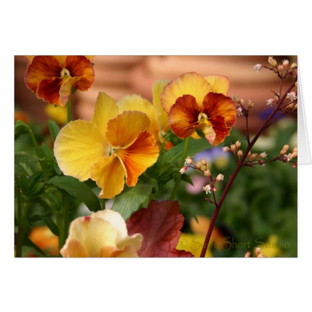 Pansy A-023 (Voorkant Horizontaal)