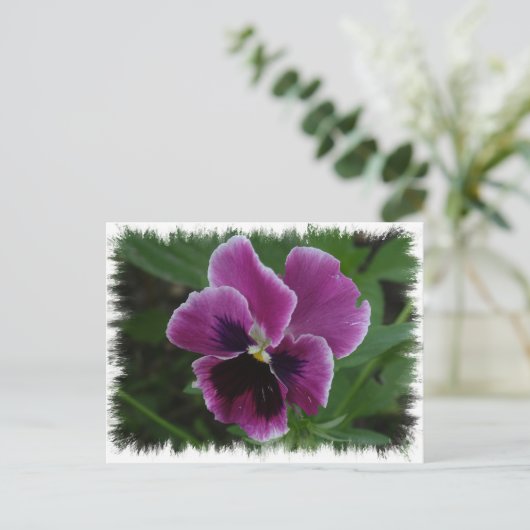Pansy Afbeeldingen Briefkaart (Staand voorkant)