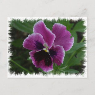 Pansy Afbeeldingen Briefkaart