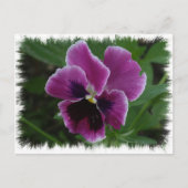 Pansy Afbeeldingen Briefkaart (Voorkant)