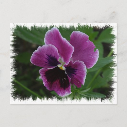 Pansy Afbeeldingen Briefkaart (Voorkant)