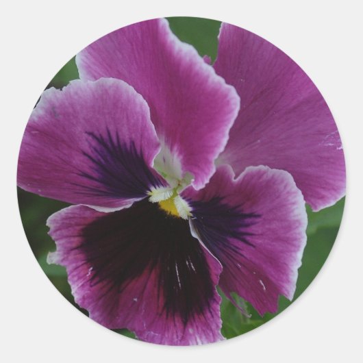 Pansy Afbeeldingen Sticker (Voorkant)