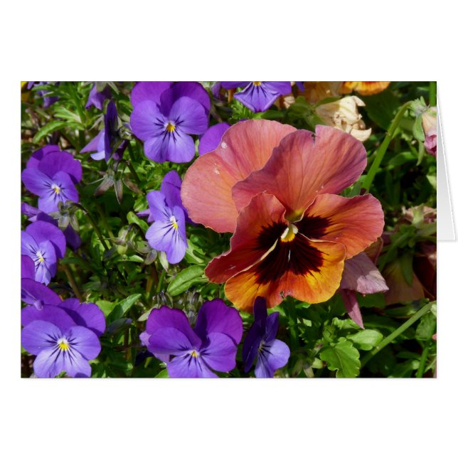Pansy and Violets Card (Voorkant Horizontaal)