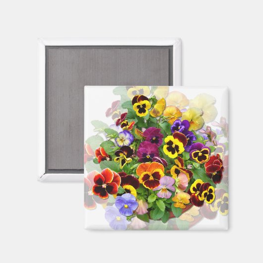 PANSY BEAUTY MAGNEET (Voorkant / Achterkant)