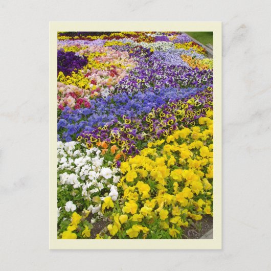 Pansy Bed Briefkaart (Voorkant)