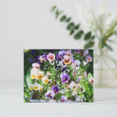 Pansy Bed Briefkaart (Staand voorkant)