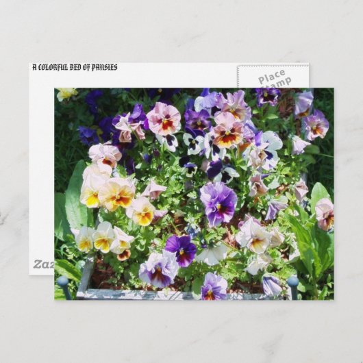 Pansy Bed Briefkaart (Voorkant / Achterkant)