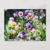 Pansy Bed Briefkaart (Voorkant)