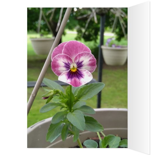 Pansy Blank Kaarten (Roze & Paarse) (Binnen (Links))