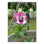Pansy Blank Kaarten (Roze & Paarse) (Voorkant)
