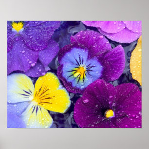 Pansy bloemen die drijven in een vogelbad met dauw poster