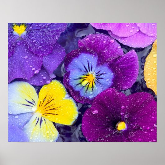 Pansy bloemen die drijven in een vogelbad met dauw poster (Voorkant)