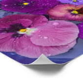 Pansy bloemen die drijven in een vogelbad met dauw poster (Hoek)